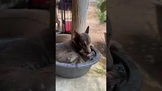 Rescue dogs taking a dip 🐶 💦 #dogshorts #rescuedog #doglife