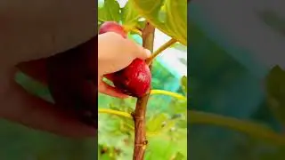 Fresh Red Fig Harvest! Nature&rsquo;s Sweet Treasure 🍓✨