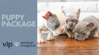 VIP Animal Hospital | Puppy Package
