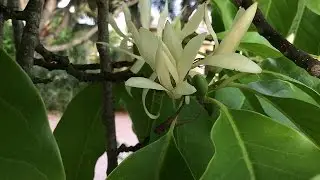 Michelia alba 2016
