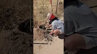 Planting Trees #trees #treeplanting #nature #naturelovers #plantingvideo