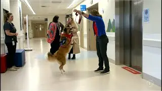 Canine Friends Pet Therapy on Seven Sharp - 7th July 2023