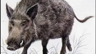 [Pt.1] Origins of the name Jesus: JESUS = EARTH PIG in Greek-Latin