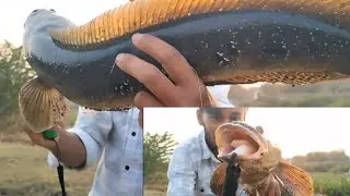 Tiger maral fish in river fishing (snake head fishing) 🎣🎣🎣