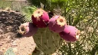 AZ Plant Reviews - Arizona Prickly Pear (Opuntia engelmanii)