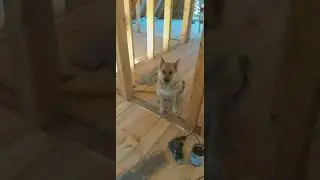 The dog listens to the technology of laying the floor(Собака слушает о технологии укладки пола дома)