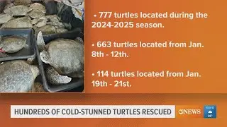 Hundreds of cold-stunned turtles rescued in South Texas, several more out there, experts say