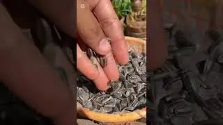 The Seed, The Hope, Looks Slow, but Grow #GEME #diycompost