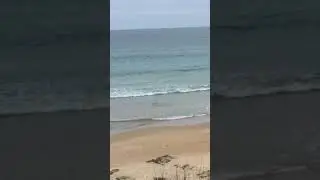 Tubar&atilde;o praia da Vieirinha Porto Covo
