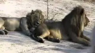 Two Male Lions Moving in Close