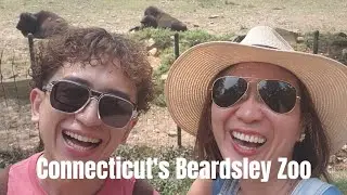 Explore Connecticut's Beardsley Zoo