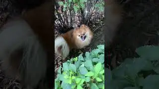 #финик #собака #pomeranian #шпиц #pomskydog #pom