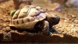 Toby's first day in his new home **Cute baby tortoise** | Toby.TV