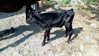 HF87% calf #Aci #animals #barac #animaldairyfarom