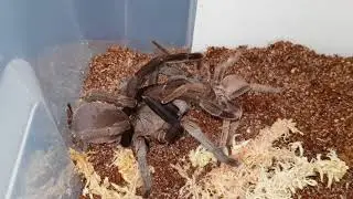 Phlogius Rubiseta Tarantula Mating