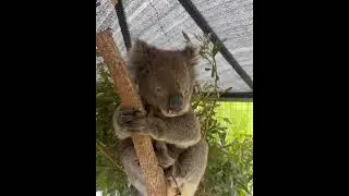 Koalas Bellowing - Young vs Mature