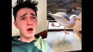 My Pet Seagull Does Mind Blowing Gymnastics...