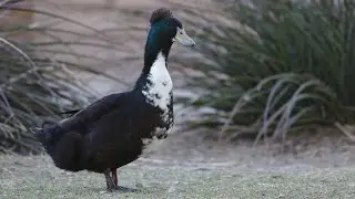 Exotic Bird Species in Los Angeles | Bird Identification Guide