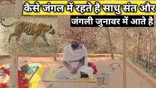 कैसे जंगल में बाघ के बीच रहते है साधु संत #chitrakootwala #sant ke darshan #viralvideo
