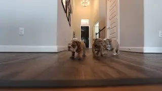 English Bulldog Puppies Take Over House
