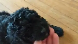 Black mini labradoodle