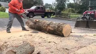 Husqvarna XP562 XP572 cutting up red oak