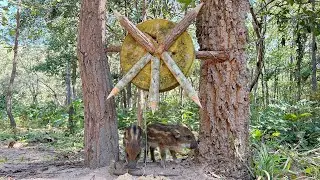 Creative Powerful Wild Boar Trap Make From Traditional Piece of wood #Wildb