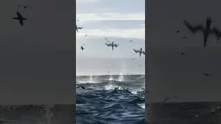Amazing Birds Dive into Water #wildbird #bird #animal