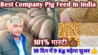 Best Company Pig Feed In India || सबसे बेस्ट कंपनी फीड कौन है || 10 दिन में 9 Kg बढ़ेगा  #pigfeed 