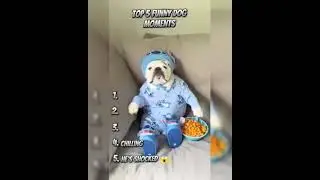 RANKING THE BEST DOG FUNNY VIDEOS 😂😂😂#trynottolaugh #funny #memes