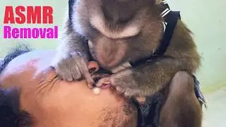 ASMR Calm Tingles Acne| Monkey Grooming Sounds For Deep Sleep Real Pure Tingles