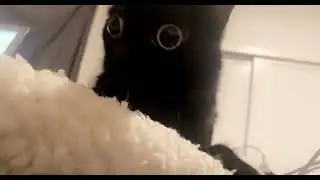 Bigfootjinx meow reveal