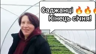 Огляд саджанців полуниці після січневих морозів! Приймаю замовлення 🍓