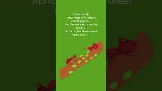 Do you know about the Amazing World of Ants!