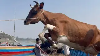 cow videos, cow video, cow unloading, relaxing cow video, Ep - 05