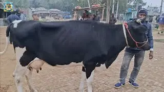 @ আজ ২৯/১২/২০২৫|| আমবাড়ী হাটে উন্নত জাতের দুধের গাব (গাভ) গরুর দাম||