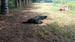 Doggy Likes 176(Derpy Dog)