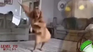 scary dog dancing meme (not scary)