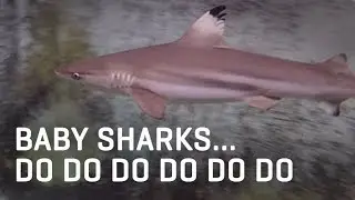 Baby Sharks - You Know What That Means | Children's Aquarium at Fair Park