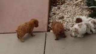 Mini Poodle Puppies For Sale