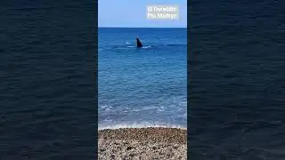 Pto Madryn- Chubut Ballena Franca Austral. Experiencia &uacute;nica. 💖