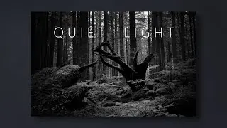 Quiet Forest Light | Black and White Photography
