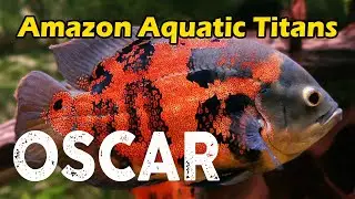 Oscar Fish: Unraveling the Secrets of These Vibrant and Intelligent Aquatic Titans