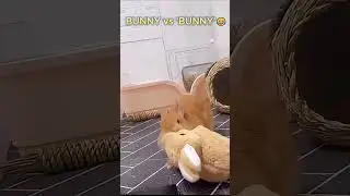 Pet Rabbit Has Toy Rage 😂💥