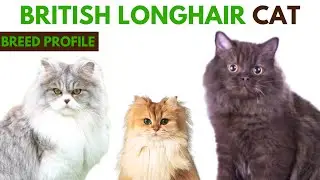 British Longhair Cat Breed Profile History - Traits - Price - British Longhair Cat Grooming Needs