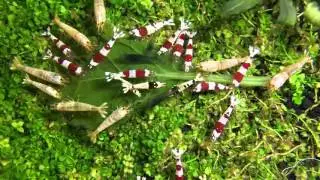 Shrimp Time Lapse