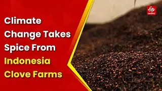 Climate Change Takes Spice From Indonesia Clove Farms | Famers | Indonesia Clove Farming | Indonesia