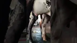 Cow Udder Swelling Treatment #veterinarypharmacist #medicalprocedure #veterinarylife #cow #farming