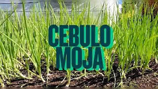 Pracownia Hitów - Cebula 🔥(Oficjalny Teledysk)