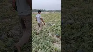 तरबूज की खेती कैसे करें।। Watermelon 🍉🍉 Crop farming